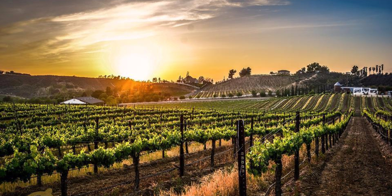 Vineyard Sunset Paint & Sip 1
